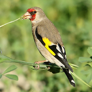 European Goldfinch